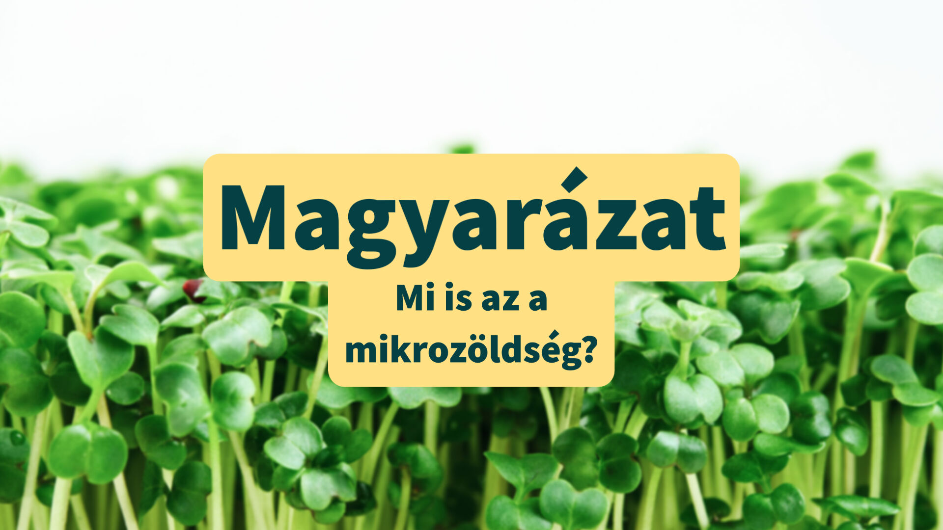 Mi a mikrozöldség?