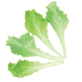 bébisaláta