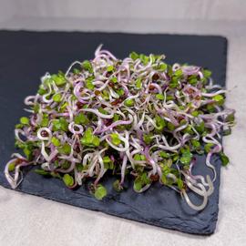 china rose retekcsíra