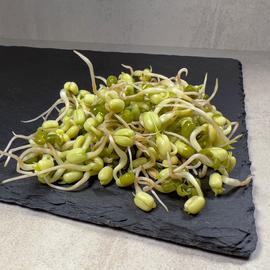 mungóbab csíra