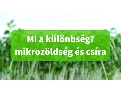 Mi a különbség a mikrozöld és a csíra között?