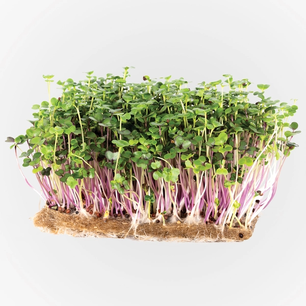 saláta magkeverék mikrozöldségnek
