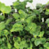 Kép 2/5 - saláta magkeverék mikrozöld