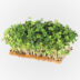 Kép 1/5 - saláta magkeverék mikrozöldségnek