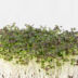 Kép 2/5 - mizuna mikrozöldség