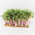 Kép 1/6 - saláta magkeverék mikrozöldségnek
