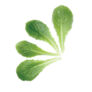 Kép 2/2 - Római saláta zöld  - levélzöldség mag