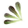 Kép 2/2 - Római saláta vörös - levélzöldség mag