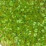Kép 3/3 - brokkoli mikrozöldség levelek