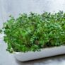 Kép 3/5 - saláta magkeverék mikrozöldségnek