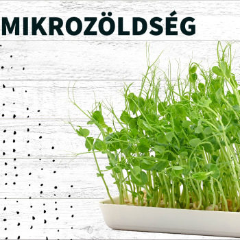 mikrozöldség termesztés