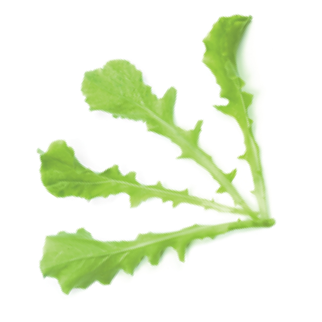 Saláta tölgylevelű zöld - levélzöldség mag