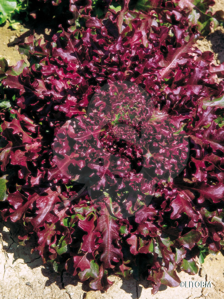 Saláta salad bowl vörös - levélzöldség mag